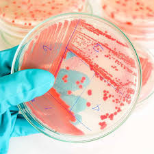 18_d__Microbiology.jpg
